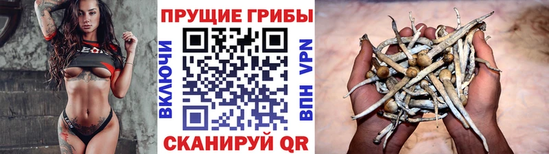 закладка  Октябрьск  Галлюциногенные грибы Psilocybe 
